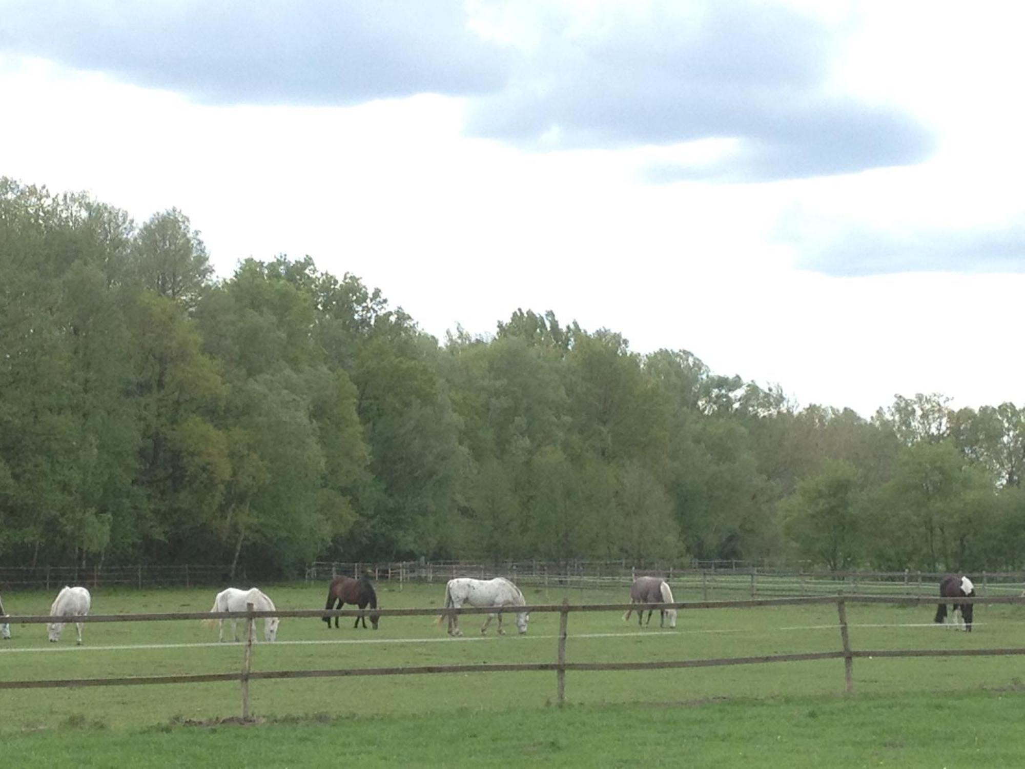 Stilvolle Unterkunft Auf Romantischem Pferdehof Rehagen Luaran gambar